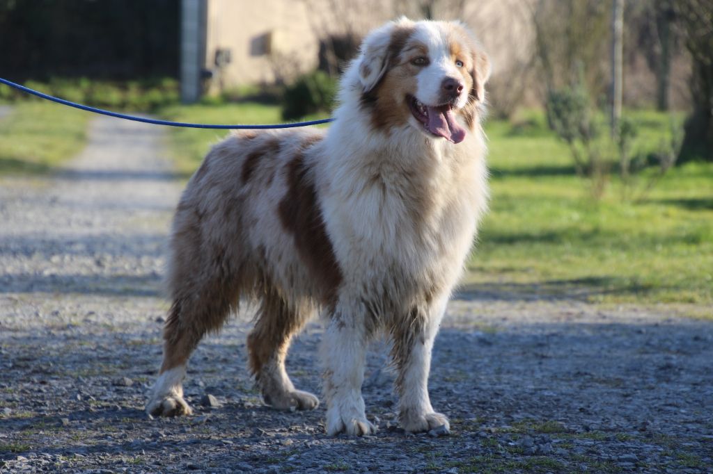 Ruby Du Domaine De La Canurie