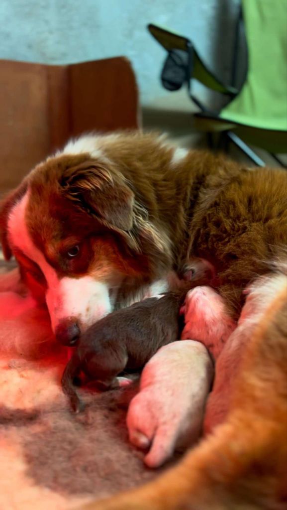 chiot Berger Australien Du Domaine De La Canurie