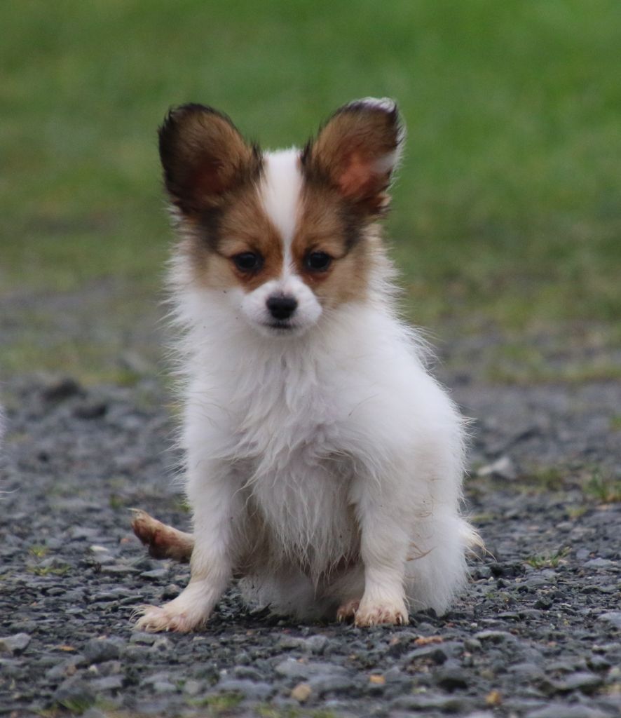 Du Domaine De La Canurie - Chiot disponible  - Epagneul nain Continental (Papillon)