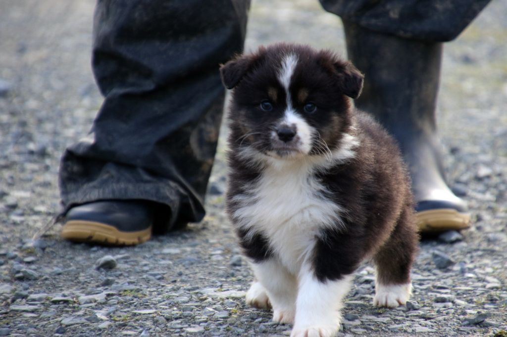 Du Domaine De La Canurie - Chiot disponible  - Berger Australien