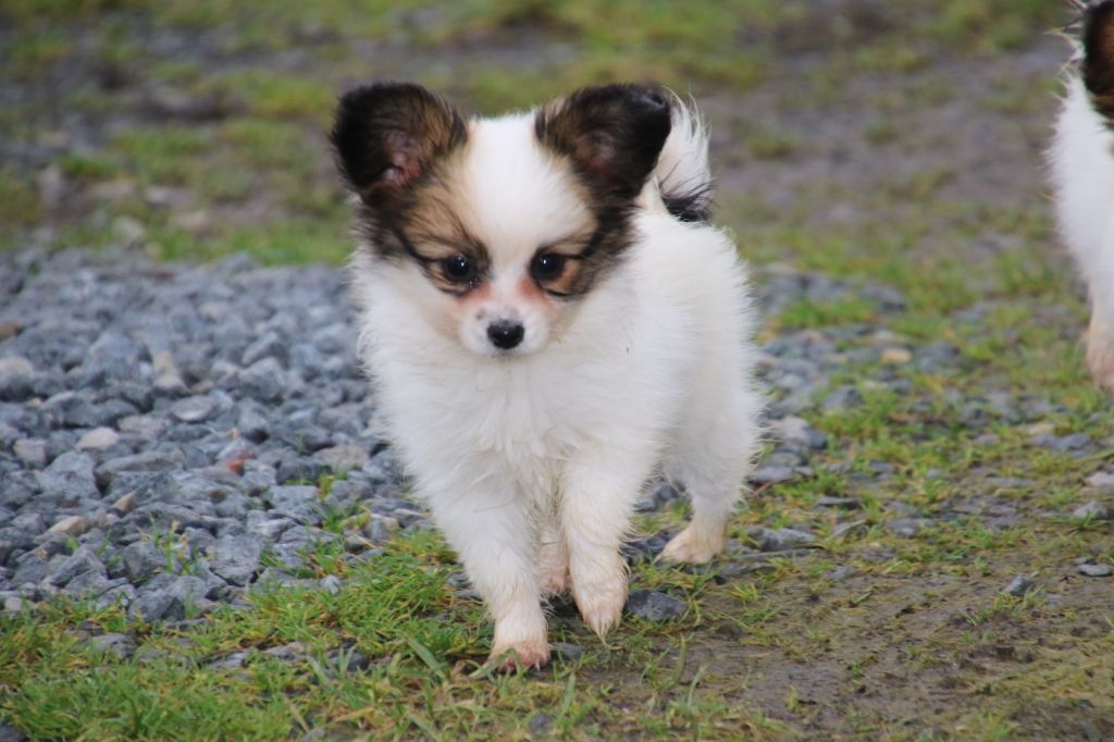 Du Domaine De La Canurie - Chiot disponible  - Epagneul nain Continental (Papillon)