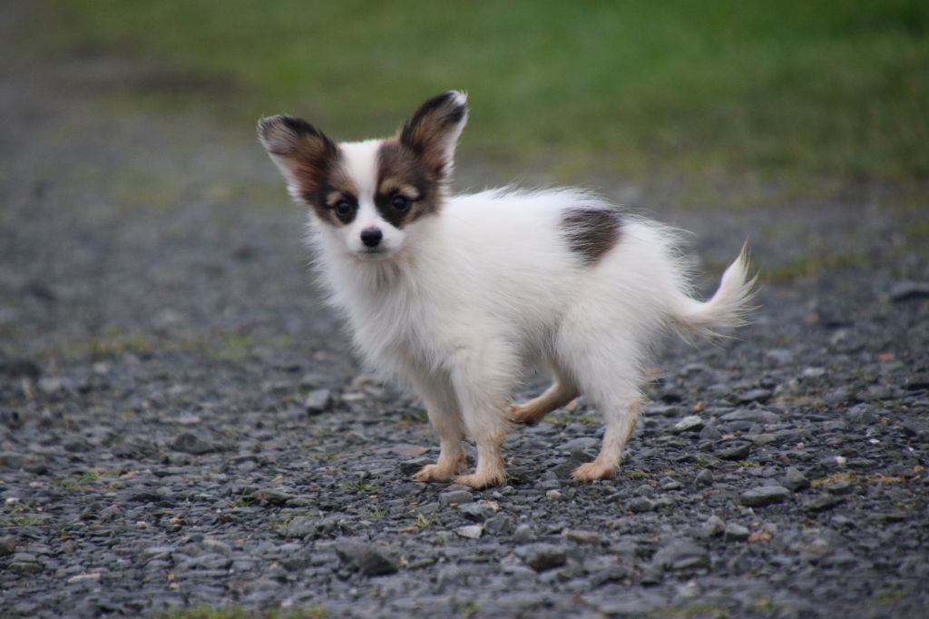 Du Domaine De La Canurie - Chiot disponible  - Epagneul nain Continental (Papillon)