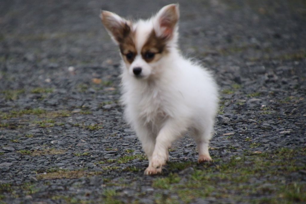 Du Domaine De La Canurie - Chiot disponible  - Epagneul nain Continental (Papillon)