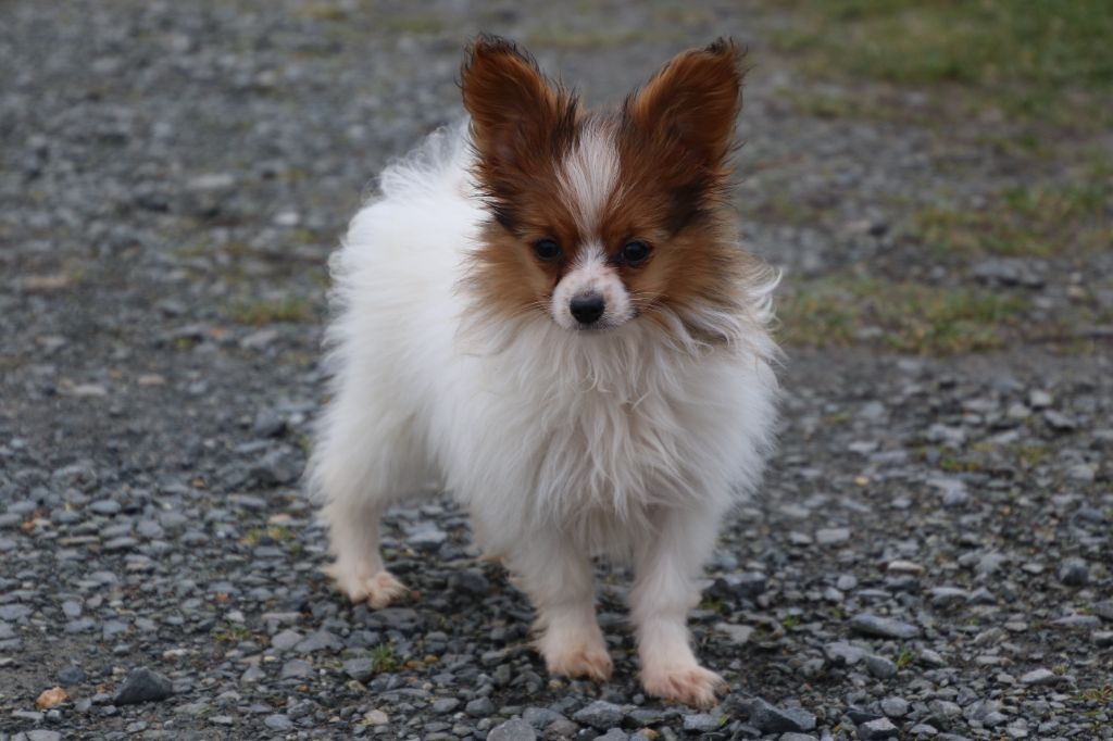 Du Domaine De La Canurie - Chiot disponible  - Epagneul nain Continental (Papillon)