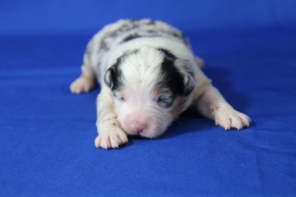 Du Domaine De La Canurie - Chiots disponibles - Berger Australien