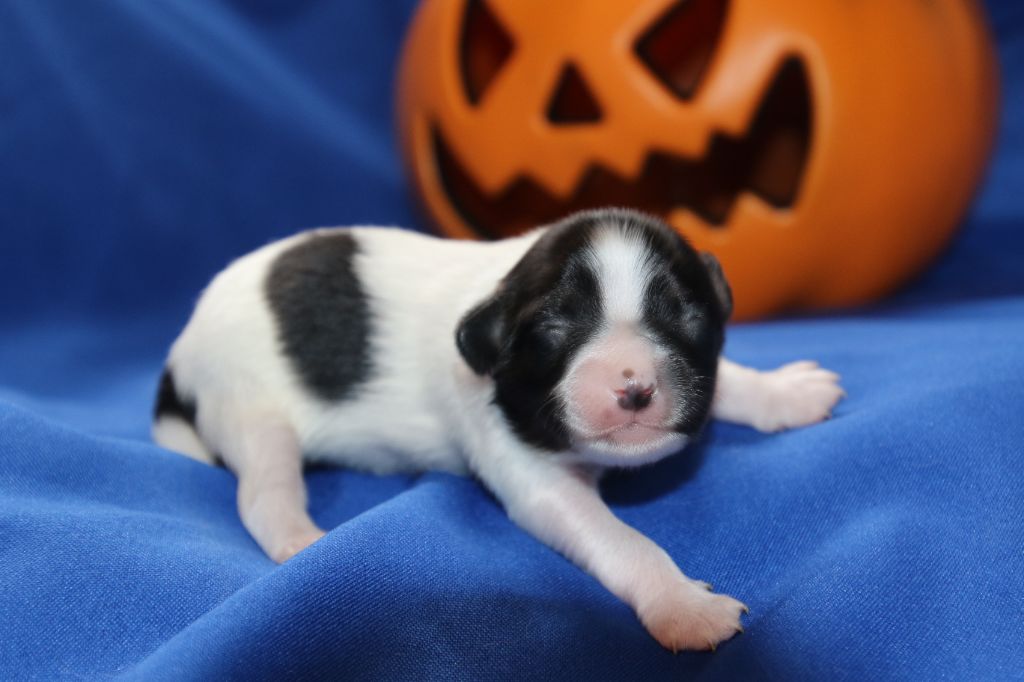 Du Domaine De La Canurie - Chiots disponibles - Epagneul nain Continental (Papillon)