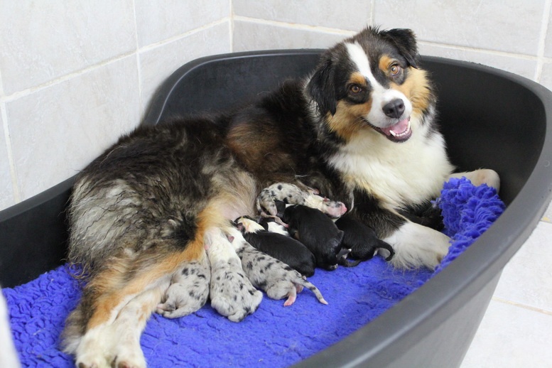 Chiot Berger Australien Du Domaine De La Canurie