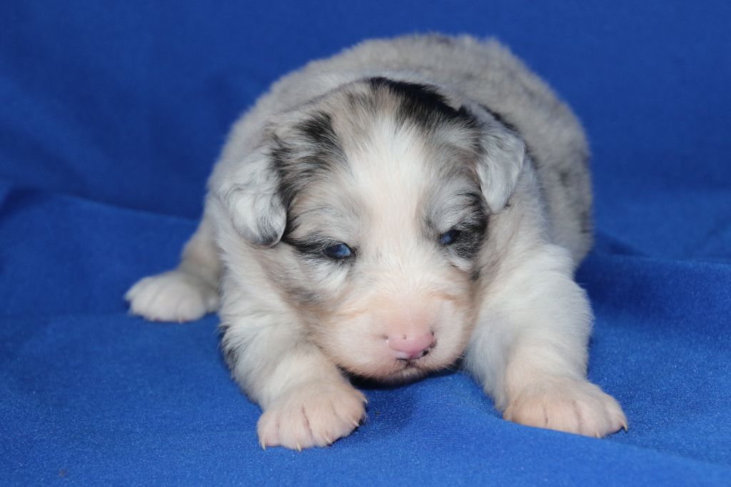 Du Domaine De La Canurie - Chiots disponibles - Berger Australien