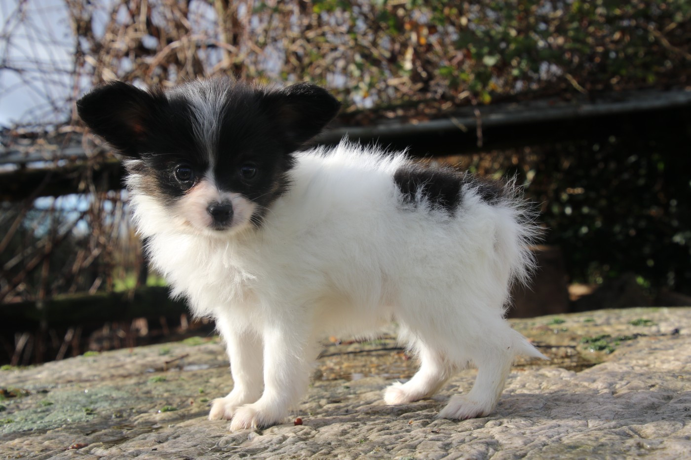 Du Domaine De La Canurie - Chiots disponibles - Epagneul nain Continental (Papillon)