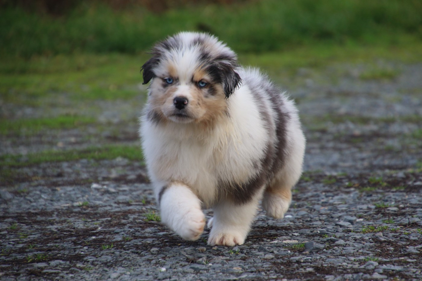 Du Domaine De La Canurie - Berger Australien - Portée née le 16/10/2025