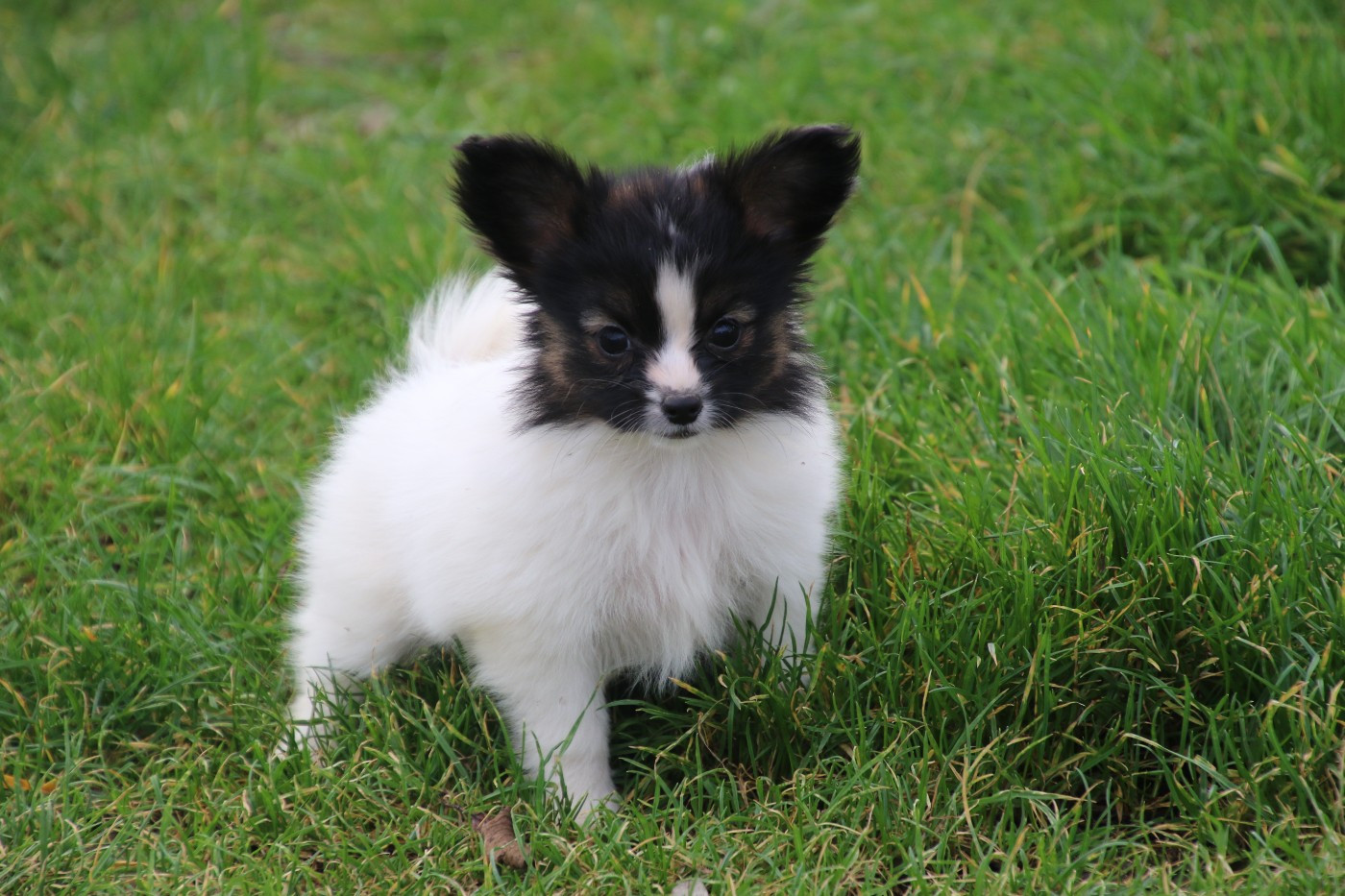 Du Domaine De La Canurie - Chiots disponibles - Epagneul nain Continental (Papillon)