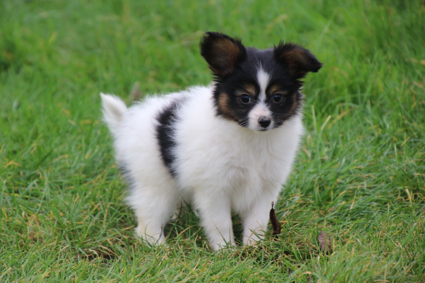 Du Domaine De La Canurie - Chiots disponibles - Epagneul nain Continental (Papillon)