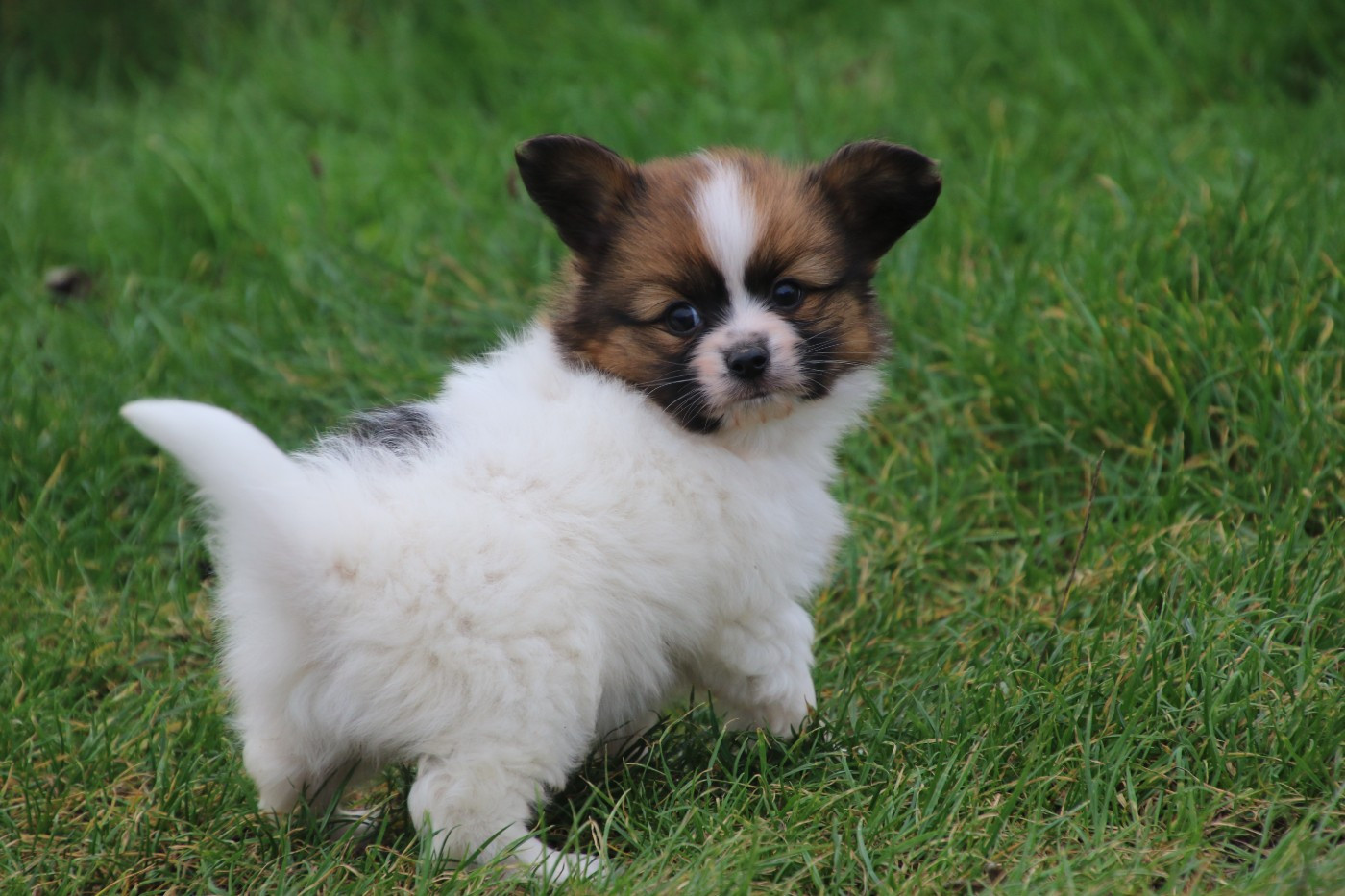 Du Domaine De La Canurie - Chiots disponibles - Epagneul nain Continental (Papillon)