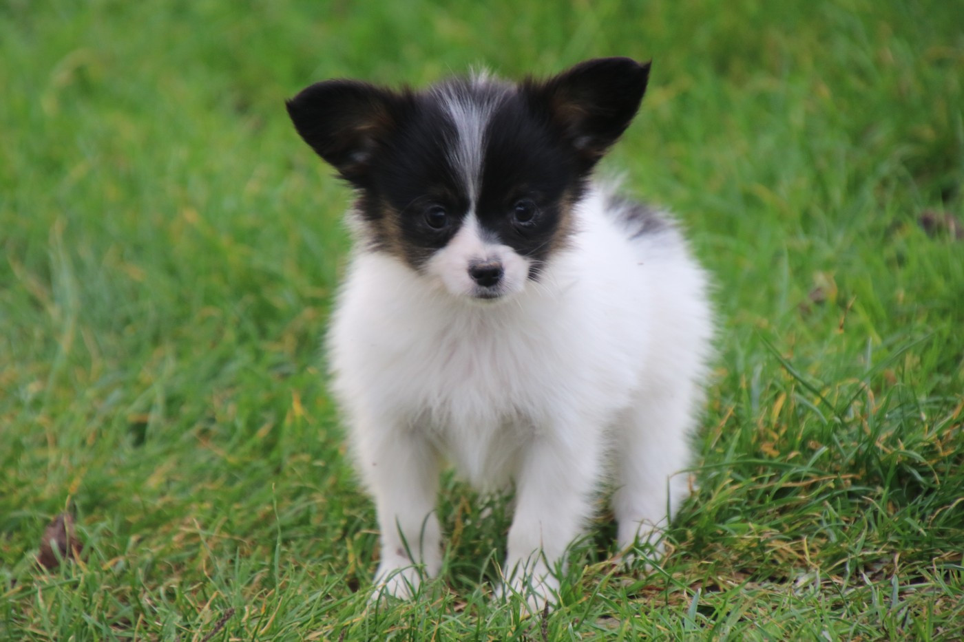 Du Domaine De La Canurie - Chiots disponibles - Epagneul nain Continental (Papillon)