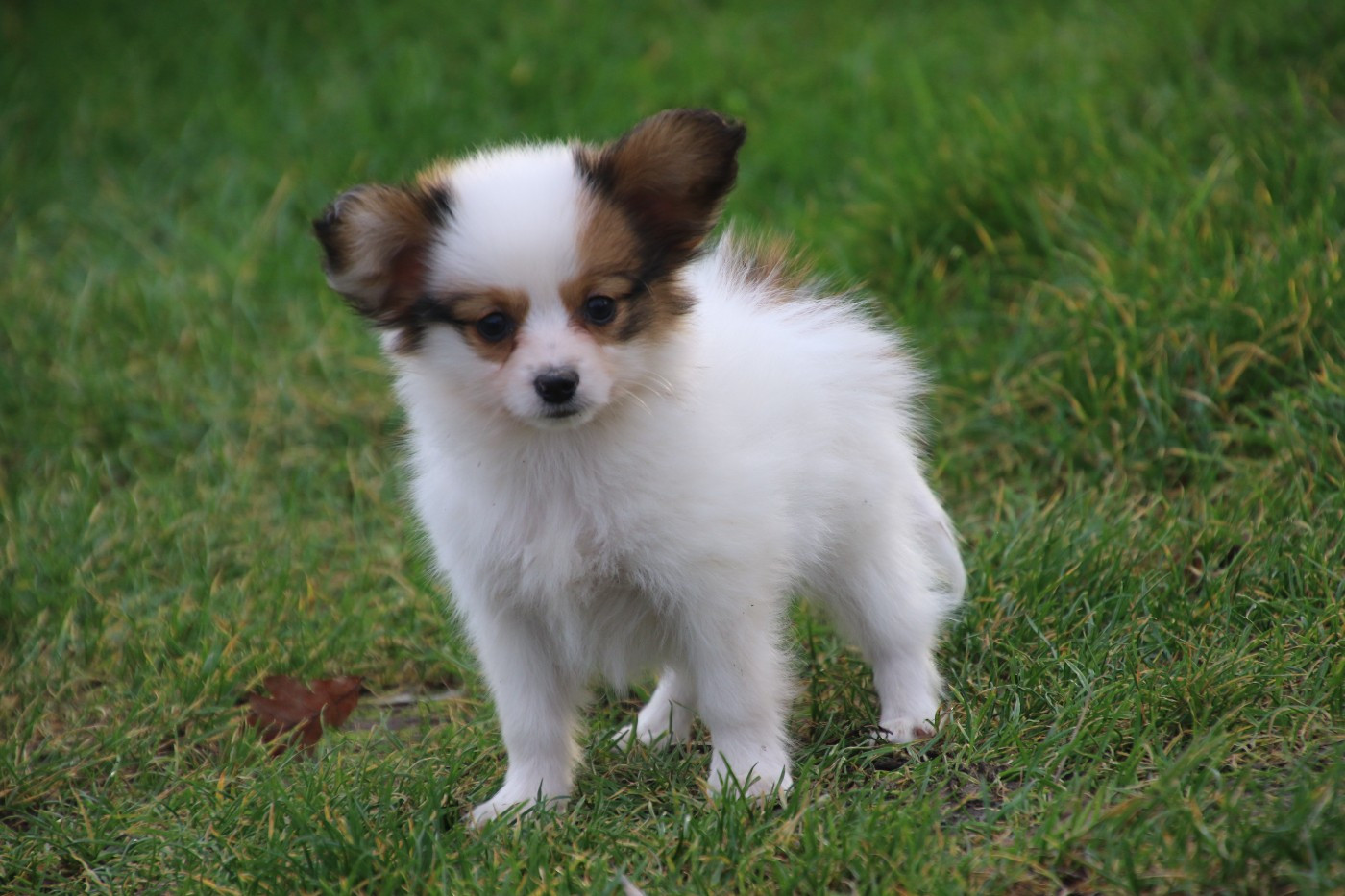 Du Domaine De La Canurie - Chiots disponibles - Epagneul nain Continental (Papillon)