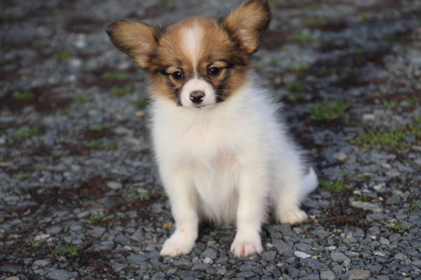 Du Domaine De La Canurie - Chiots disponibles - Epagneul nain Continental (Papillon)