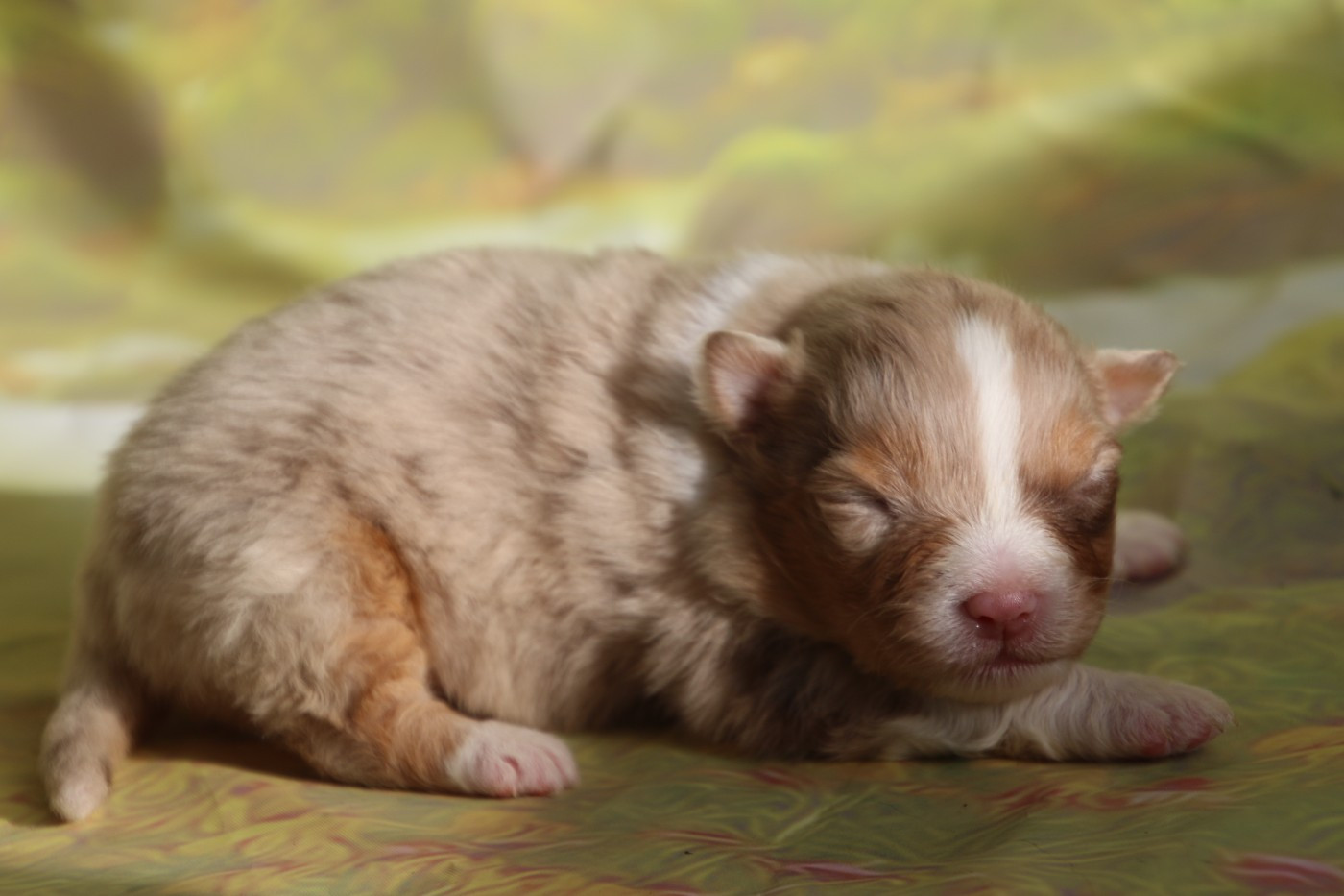 Du Domaine De La Canurie - Chiots disponibles - Berger Australien