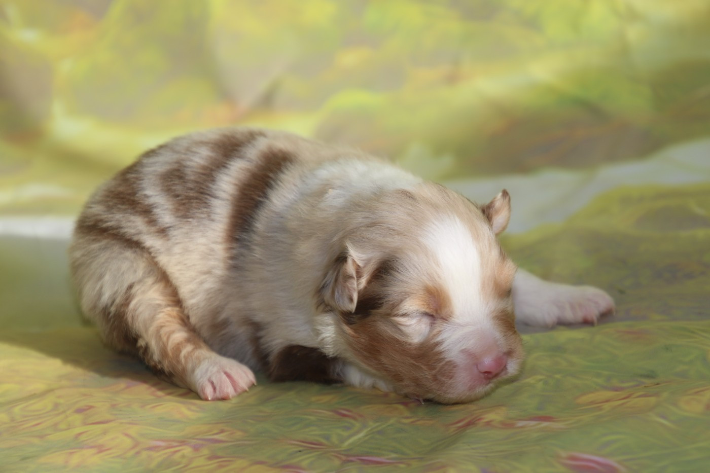 Du Domaine De La Canurie - Chiots disponibles - Berger Australien