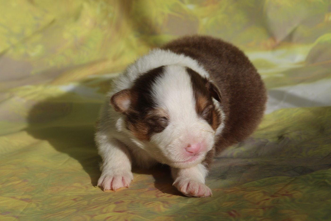 Du Domaine De La Canurie - Chiots disponibles - Berger Australien