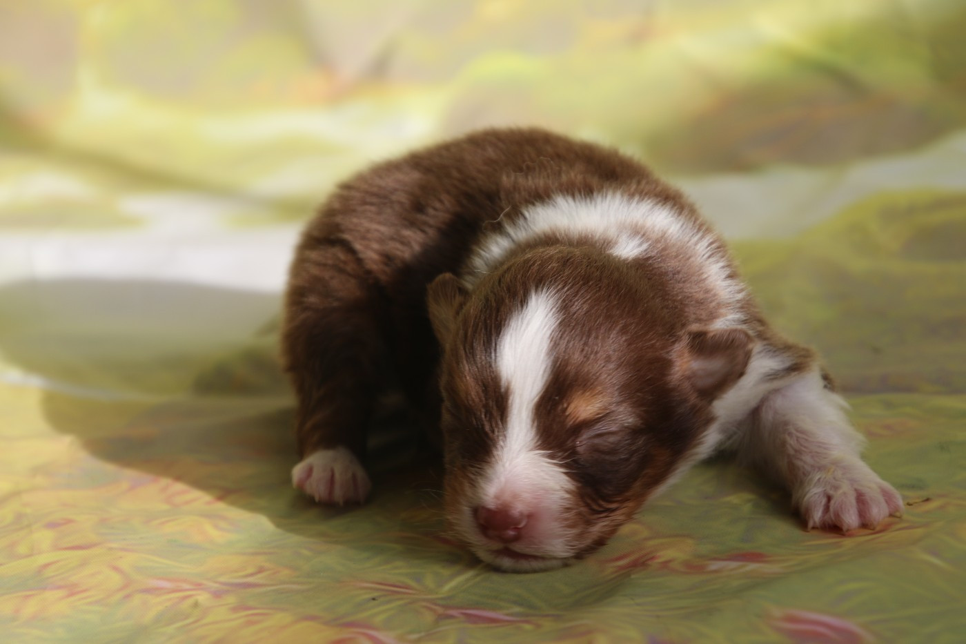 Du Domaine De La Canurie - Chiots disponibles - Berger Australien