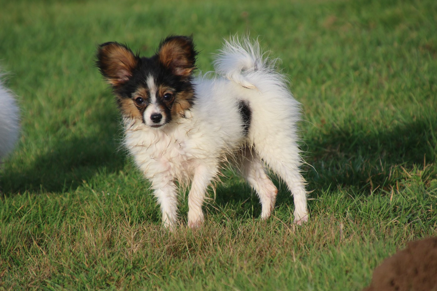 Du Domaine De La Canurie - Chiots disponibles - Epagneul nain Continental (Papillon)