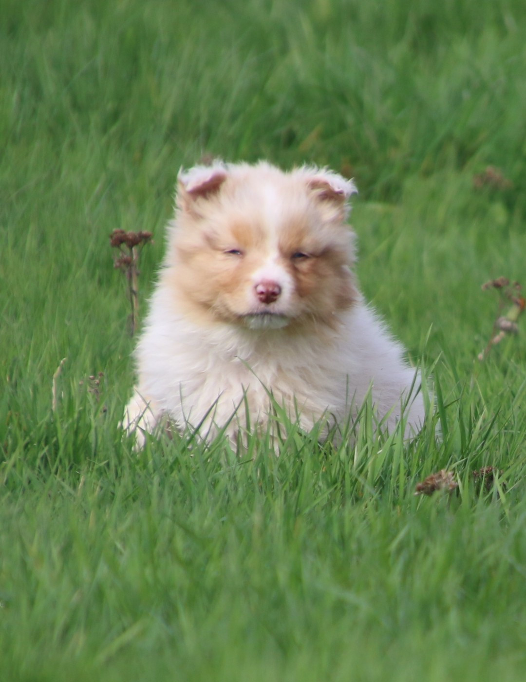 Du Domaine De La Canurie - Chiots disponibles - Berger Australien