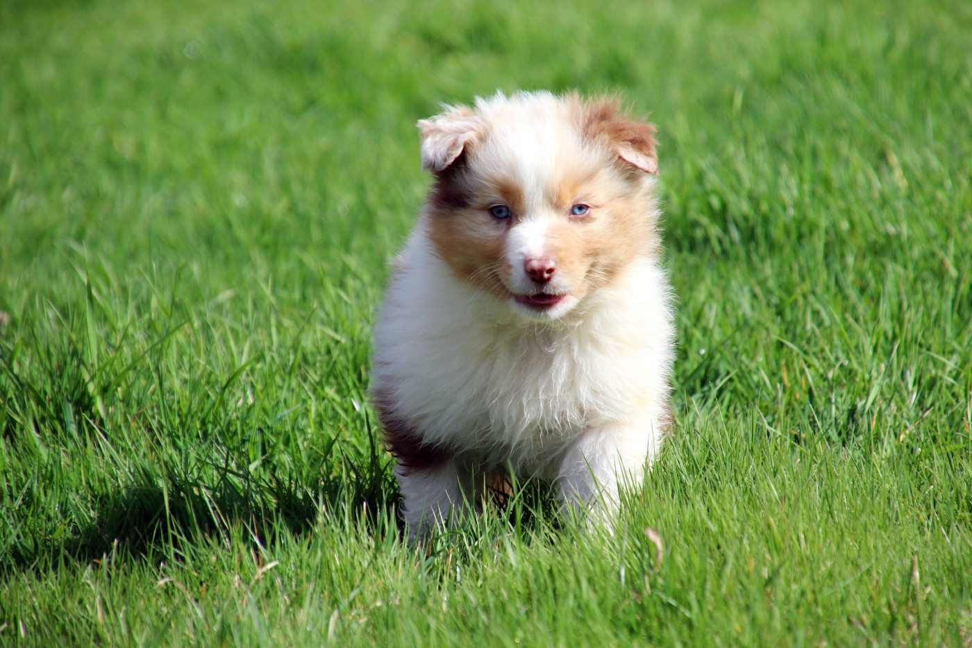 Du Domaine De La Canurie - Chiots disponibles - Berger Australien