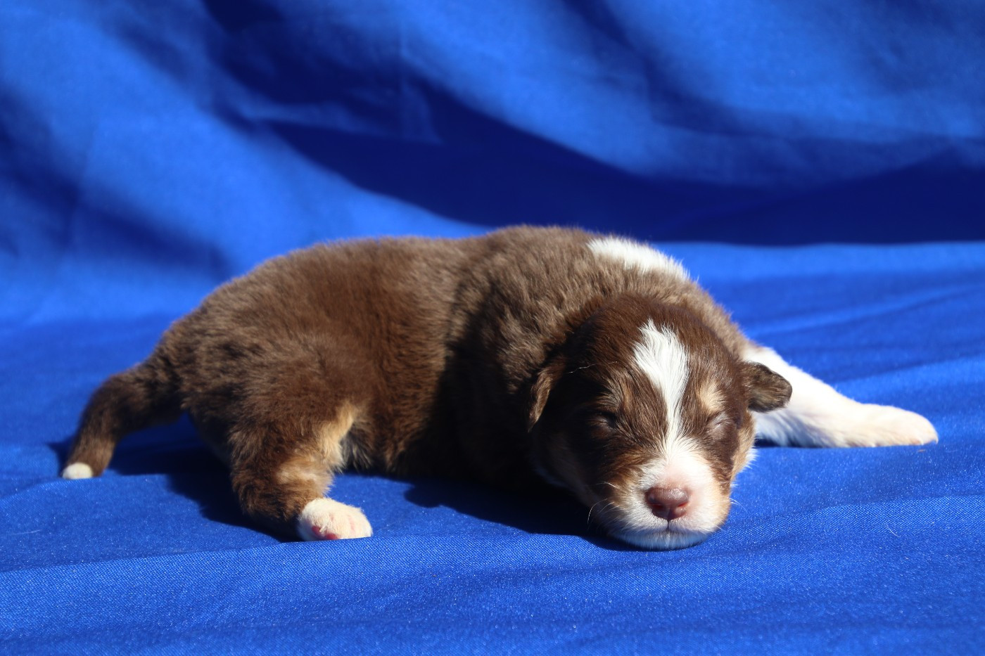 Du Domaine De La Canurie - Chiots disponibles - Berger Australien