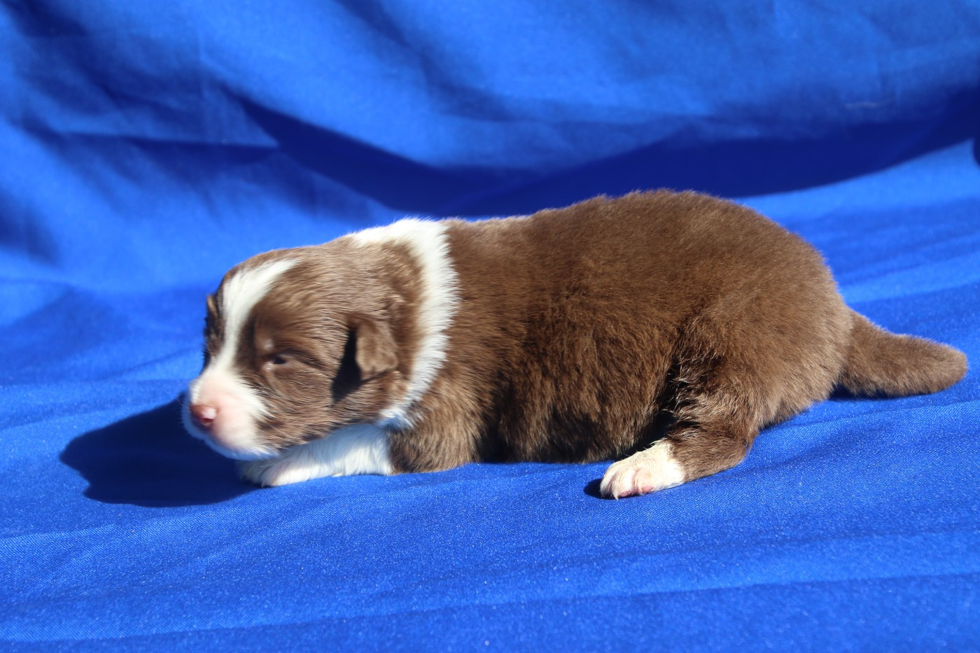 Du Domaine De La Canurie - Chiots disponibles - Berger Australien