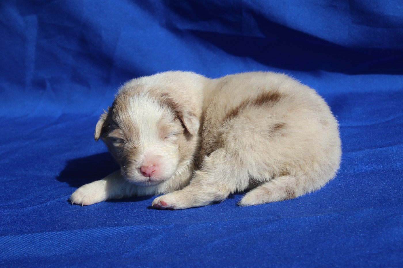 Du Domaine De La Canurie - Chiots disponibles - Berger Australien