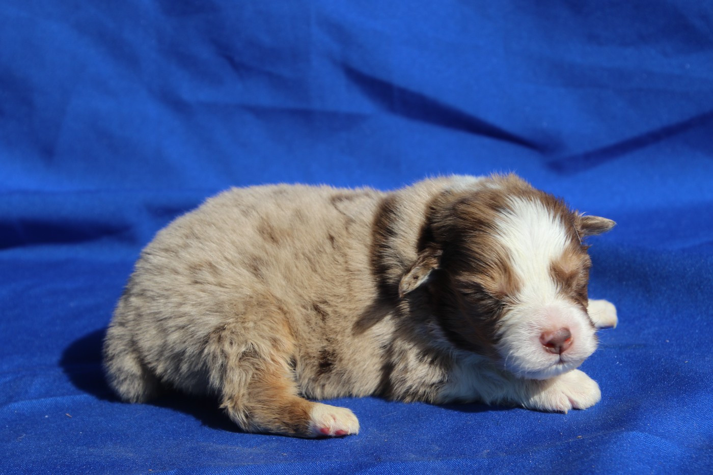 Du Domaine De La Canurie - Chiots disponibles - Berger Australien