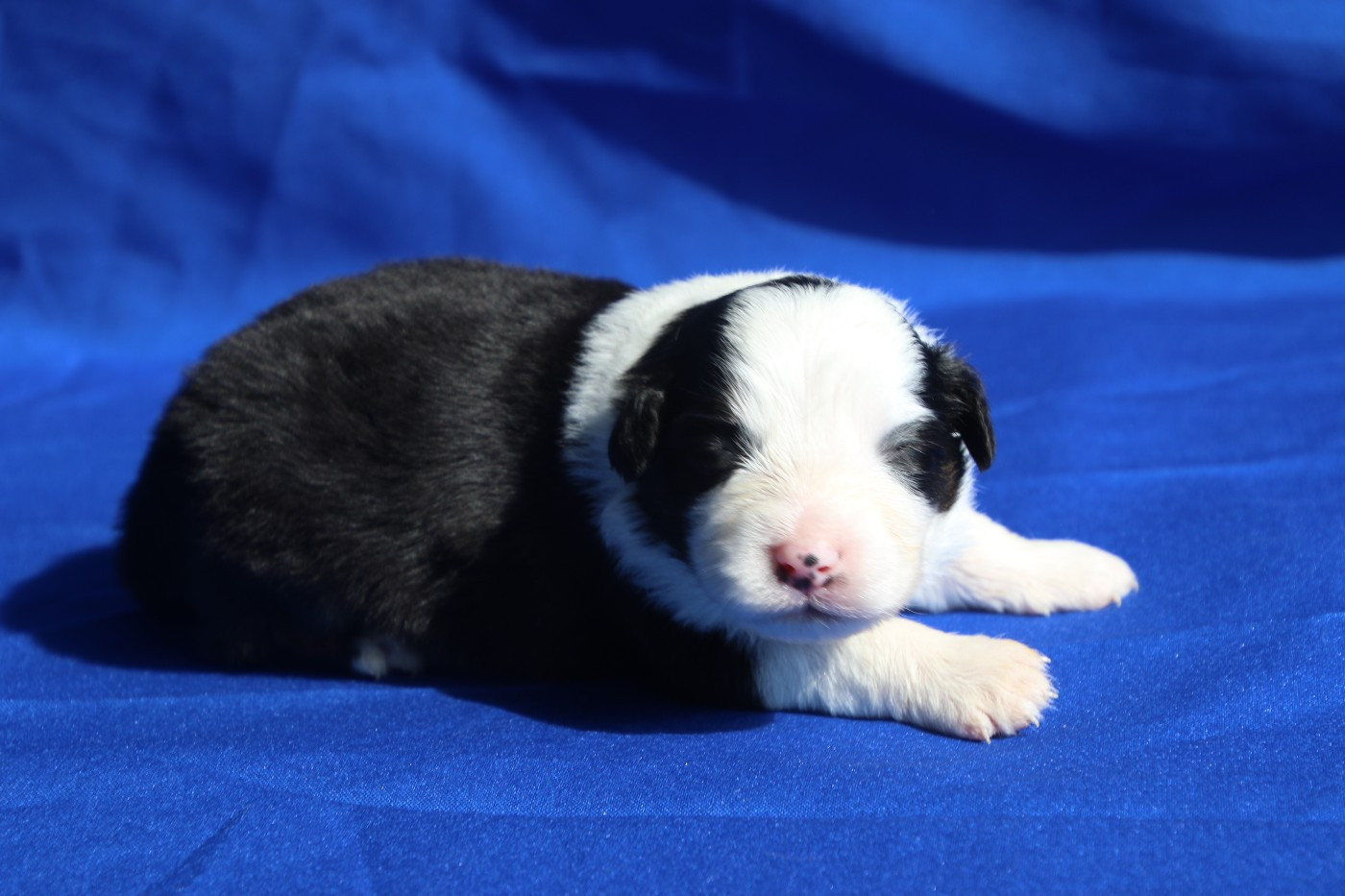 Du Domaine De La Canurie - Chiots disponibles - Berger Australien