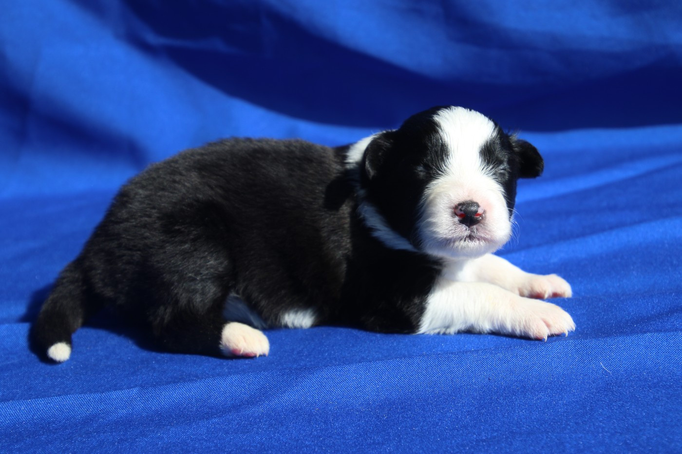 Du Domaine De La Canurie - Chiots disponibles - Berger Australien