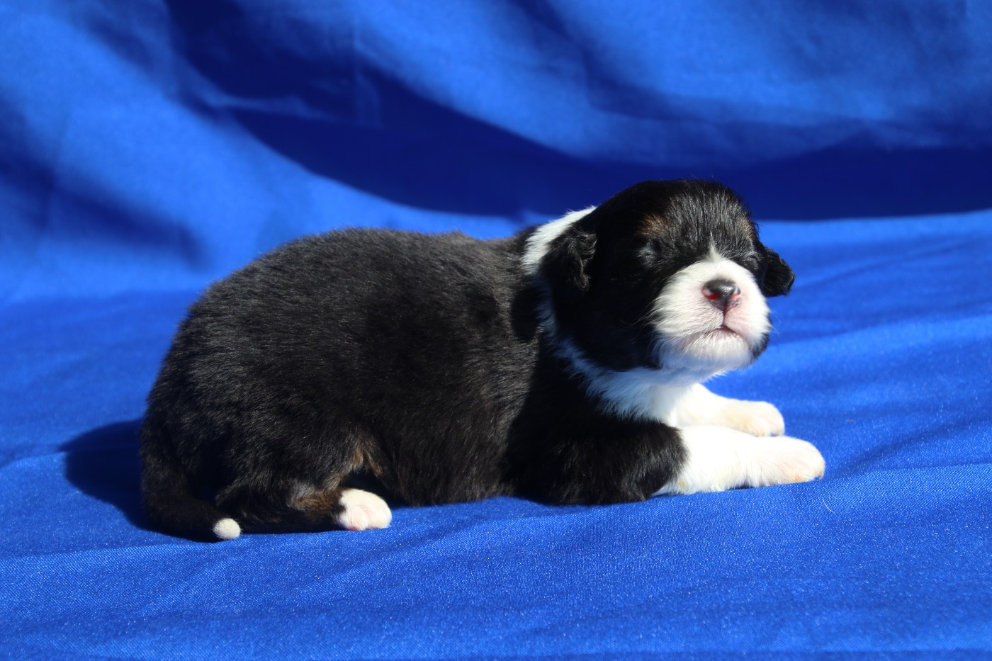 Du Domaine De La Canurie - Chiots disponibles - Berger Australien