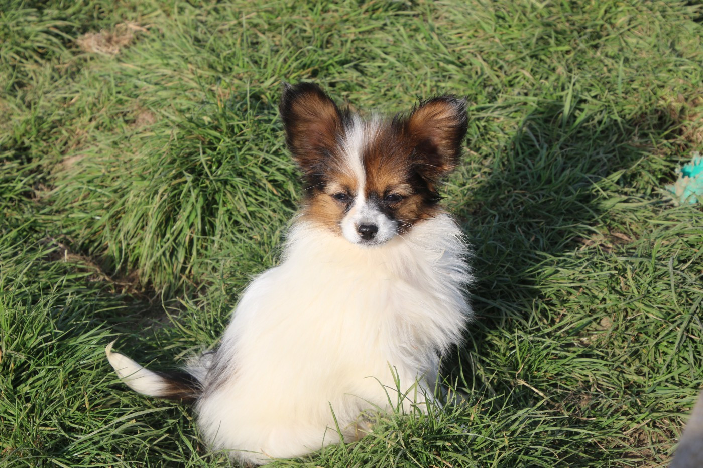 Du Domaine De La Canurie - Chiots disponibles - Epagneul nain Continental (Papillon)