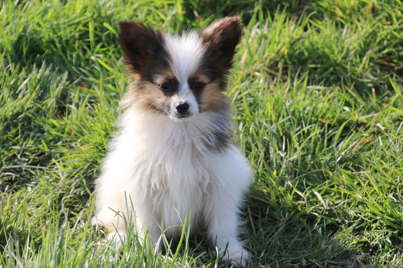 Du Domaine De La Canurie - Chiots disponibles - Epagneul nain Continental (Papillon)