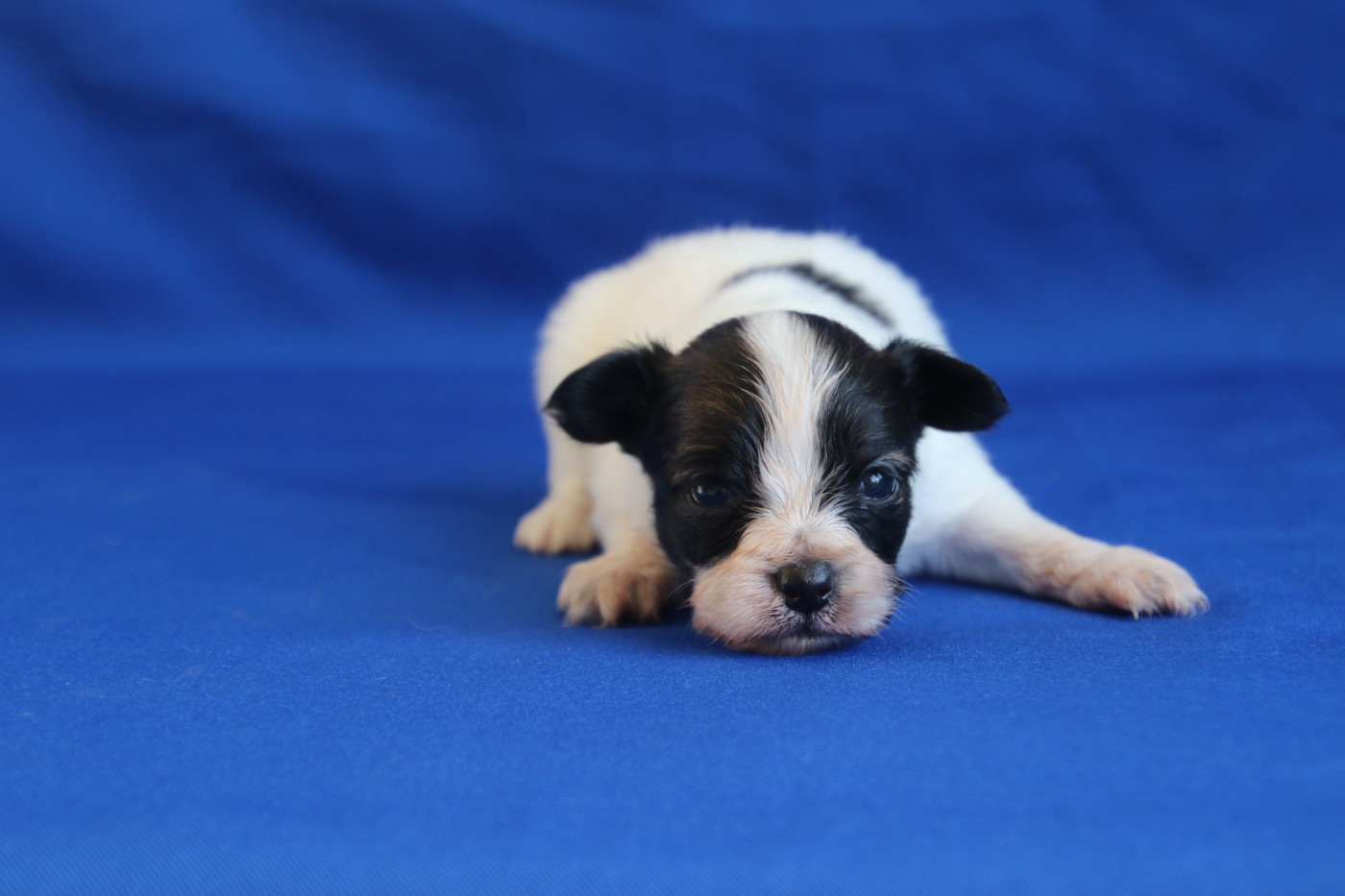 Du Domaine De La Canurie - Chiots disponibles - Epagneul nain Continental (Papillon)