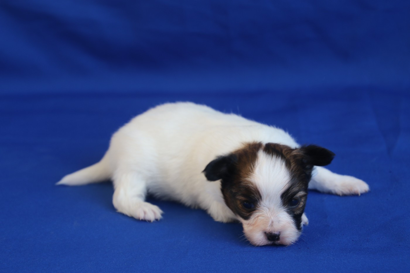 Du Domaine De La Canurie - Chiots disponibles - Epagneul nain Continental (Papillon)
