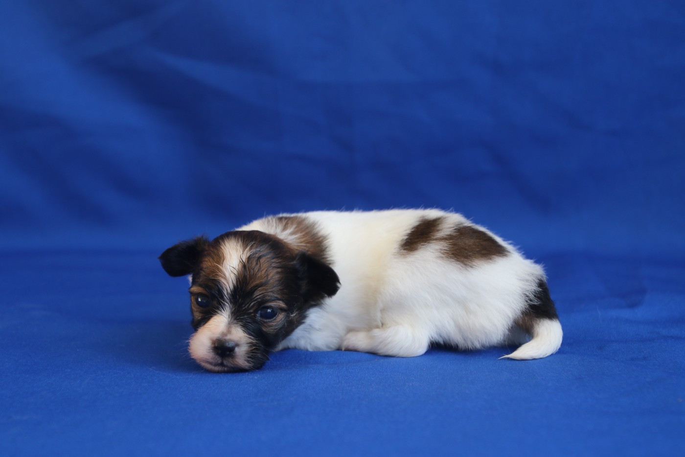 Du Domaine De La Canurie - Chiots disponibles - Epagneul nain Continental (Papillon)