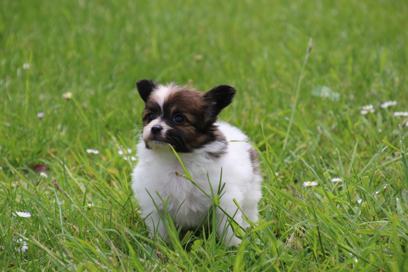 Du Domaine De La Canurie - Chiots disponibles - Epagneul nain Continental (Papillon)