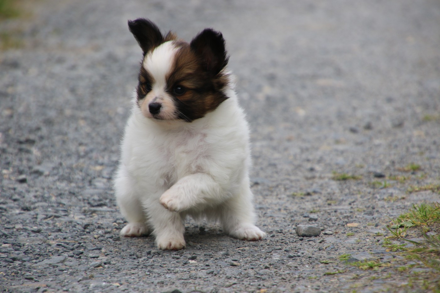 Du Domaine De La Canurie - Chiots disponibles - Epagneul nain Continental (Papillon)