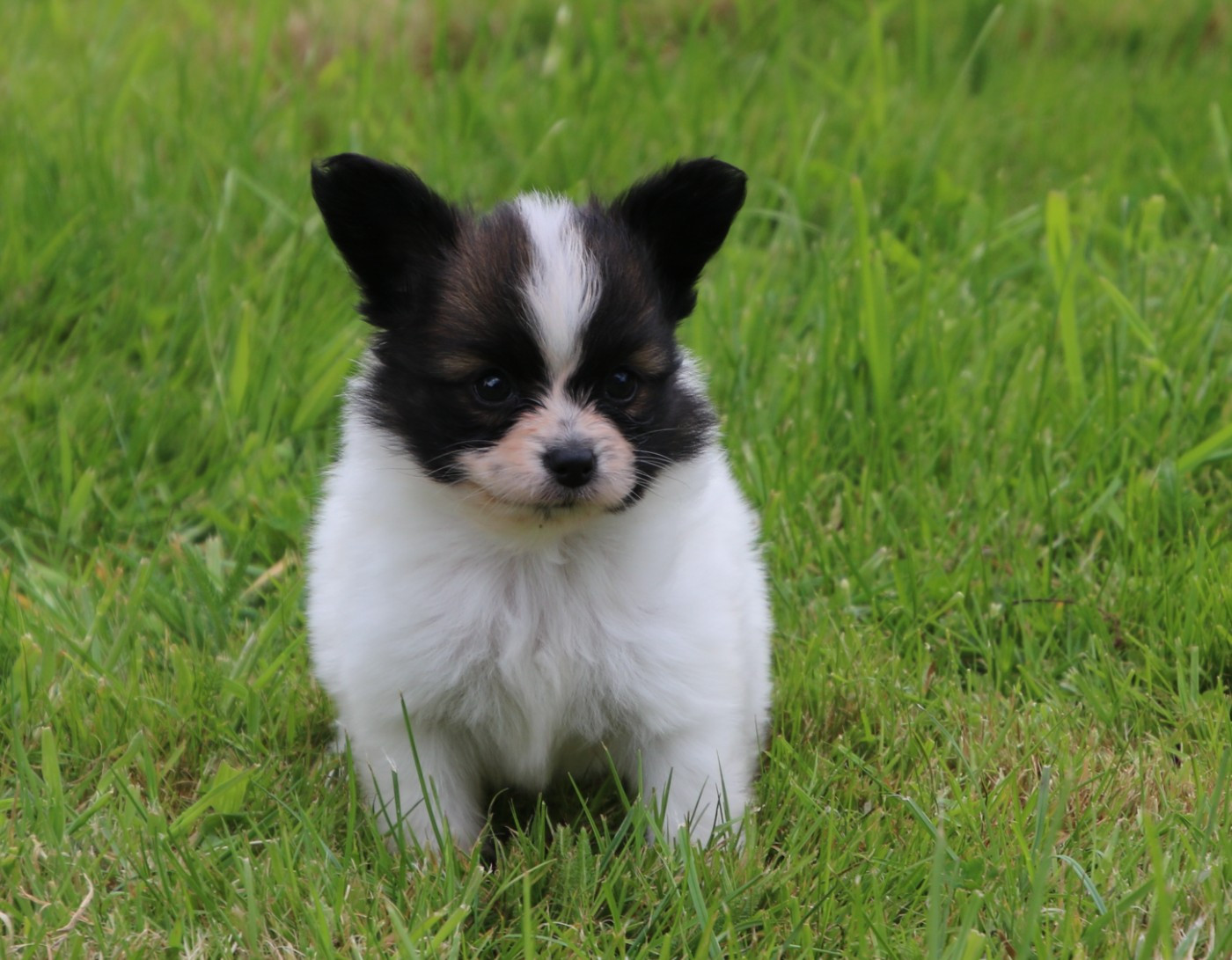 Du Domaine De La Canurie - Chiots disponibles - Epagneul nain Continental (Papillon)
