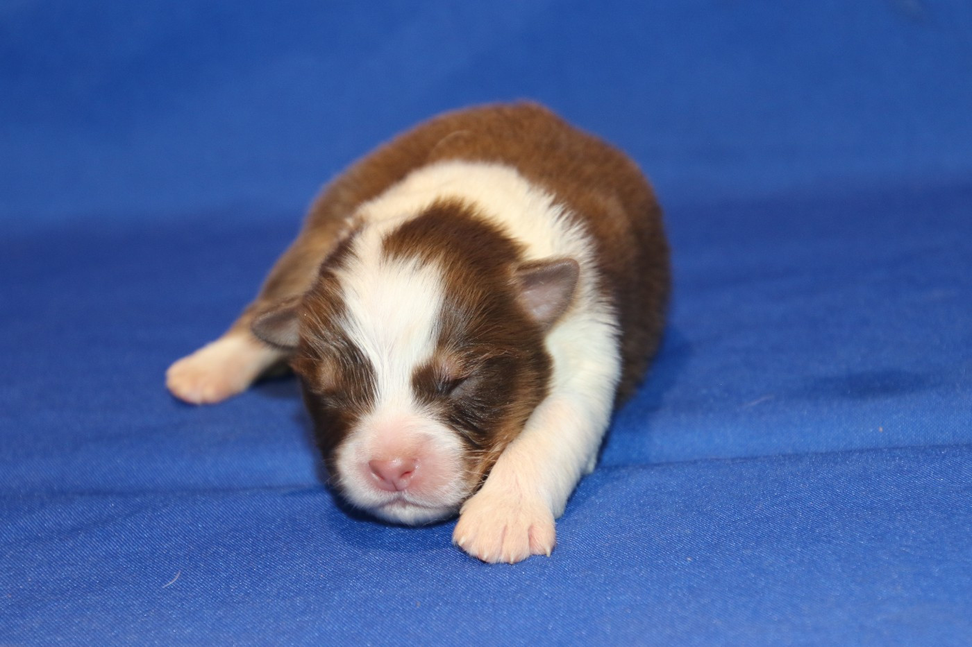 Du Domaine De La Canurie - Chiots disponibles - Berger Australien