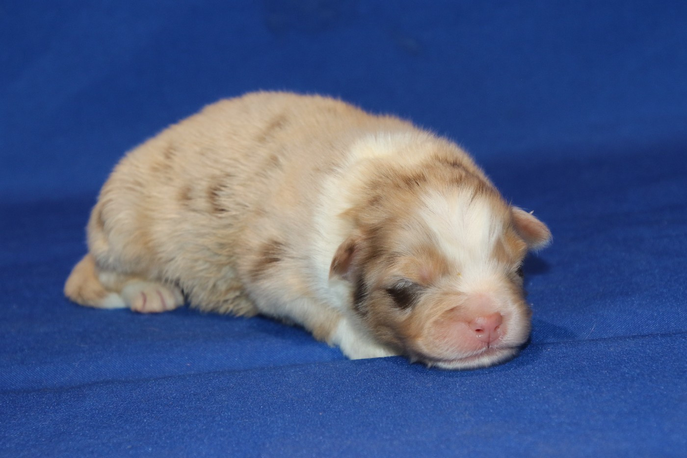 Du Domaine De La Canurie - Chiots disponibles - Berger Australien