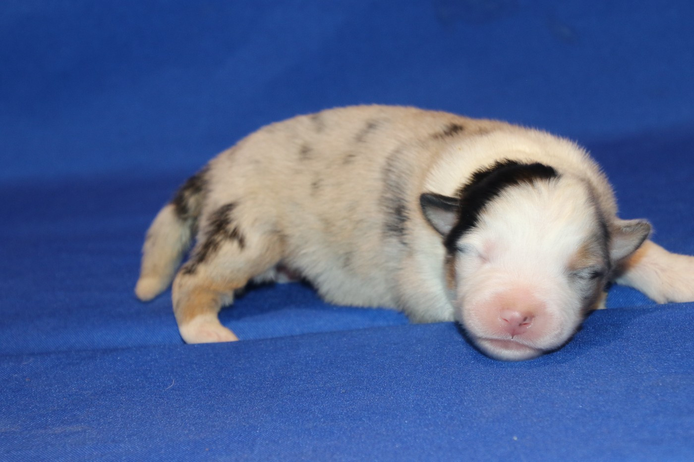 Du Domaine De La Canurie - Chiots disponibles - Berger Australien