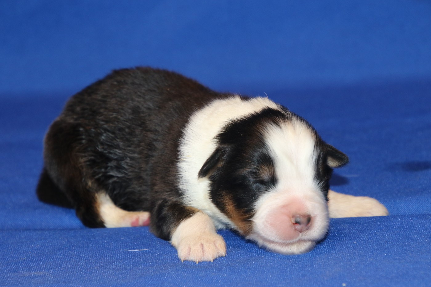 Du Domaine De La Canurie - Chiots disponibles - Berger Australien