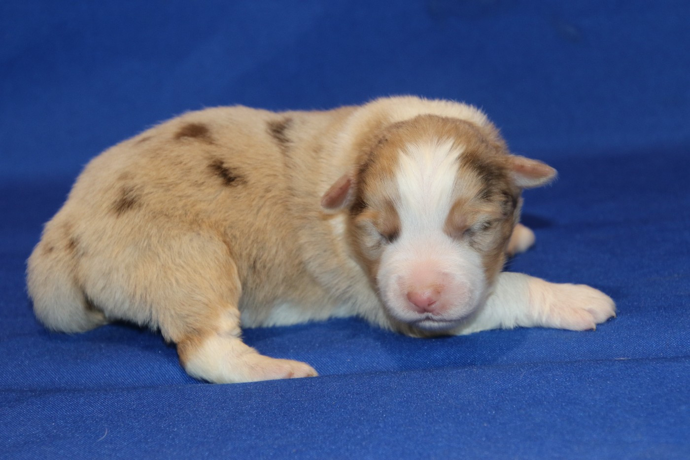 Du Domaine De La Canurie - Chiots disponibles - Berger Australien