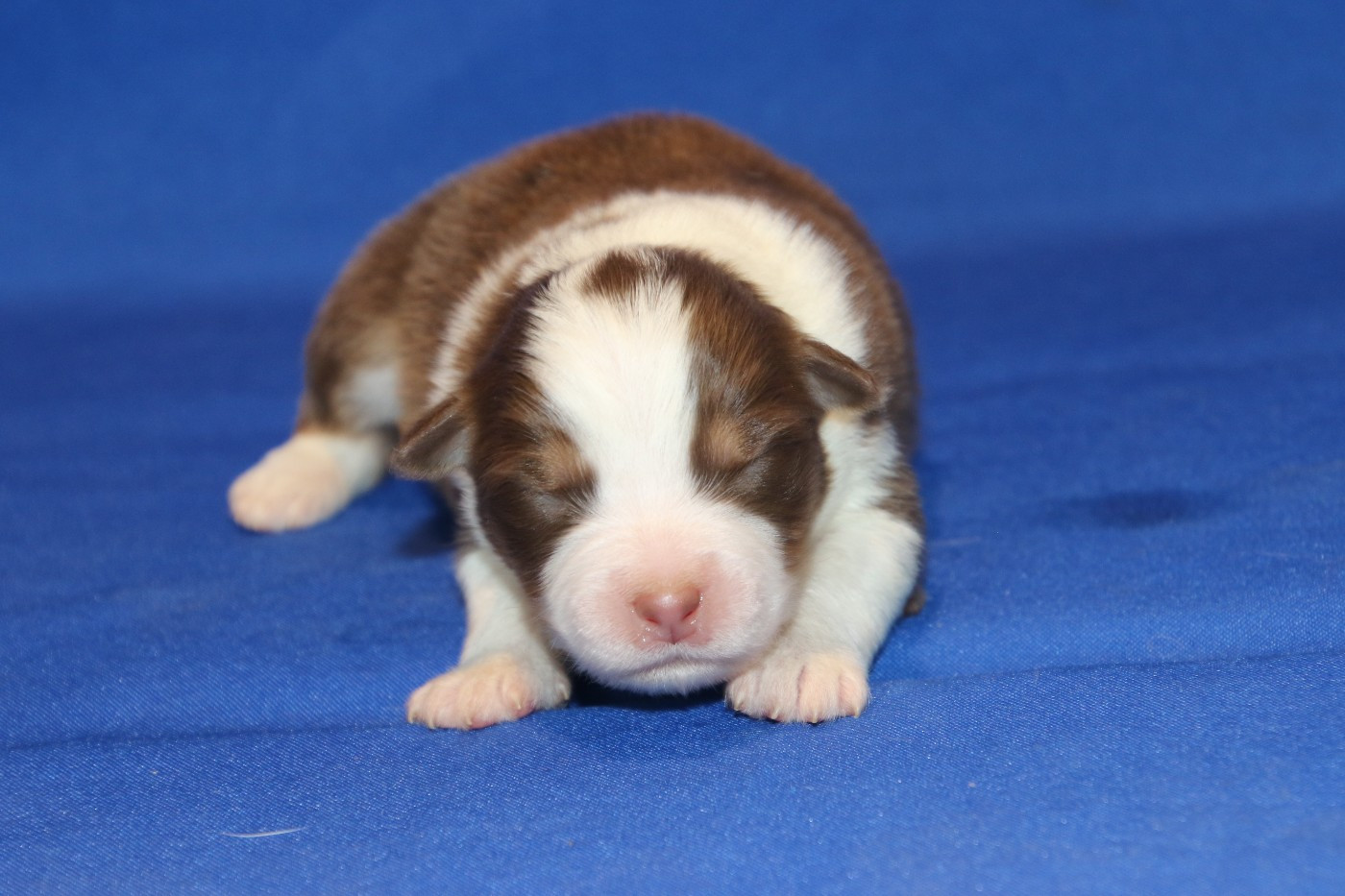 Du Domaine De La Canurie - Chiots disponibles - Berger Australien