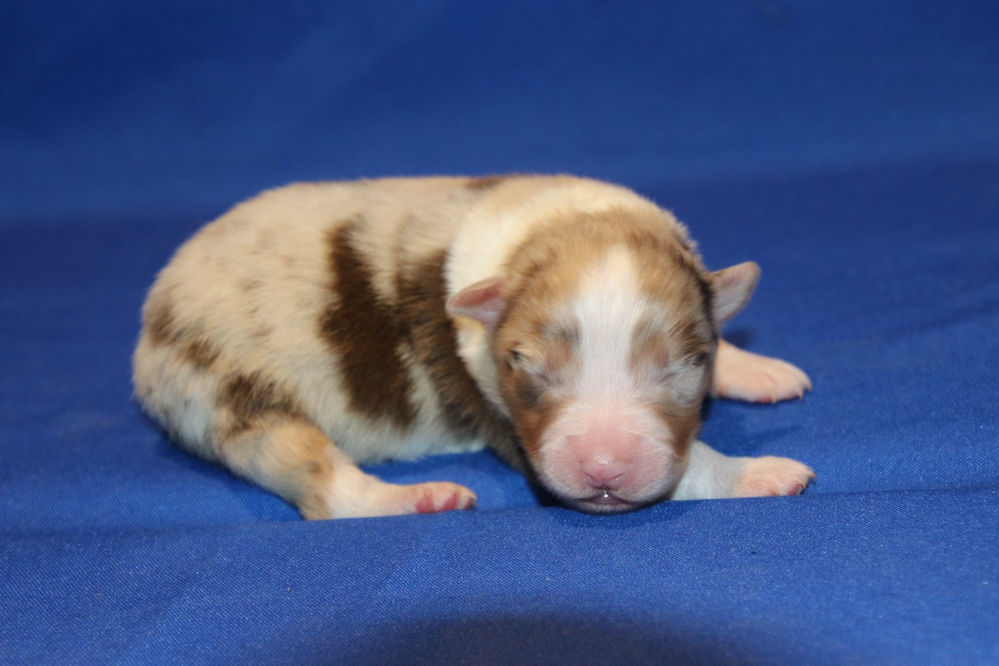Du Domaine De La Canurie - Chiots disponibles - Berger Australien