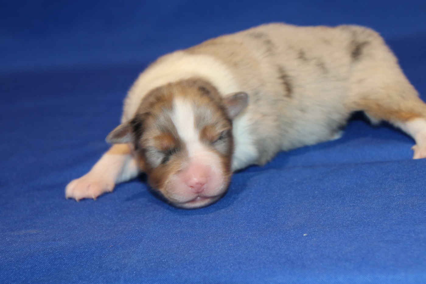 Du Domaine De La Canurie - Chiots disponibles - Berger Australien